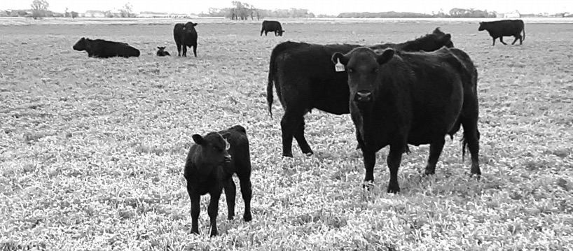 Cows and calves grazing on grass